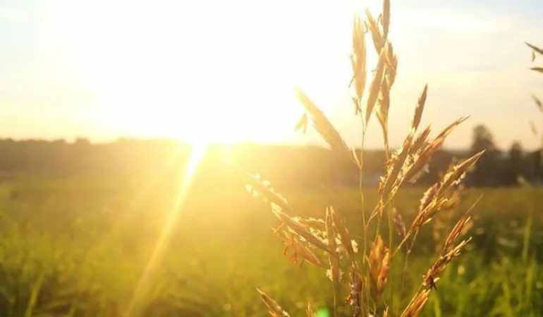 El organismo produce vitamina D con la exposición directa al sol (no se obtiene en espacios cerrados a través de las ventanas).