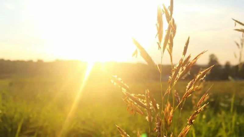 El organismo produce vitamina D con la exposición directa al sol (no se obtiene en espacios cerrados a través de las ventanas).